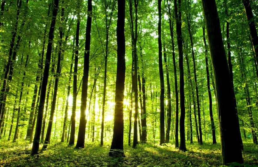 Detail Green Forest Wallpaper Nomer 19