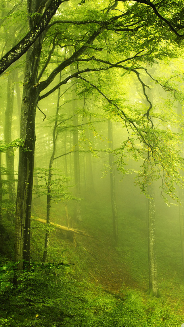 Detail Green Forest Wallpaper Nomer 22