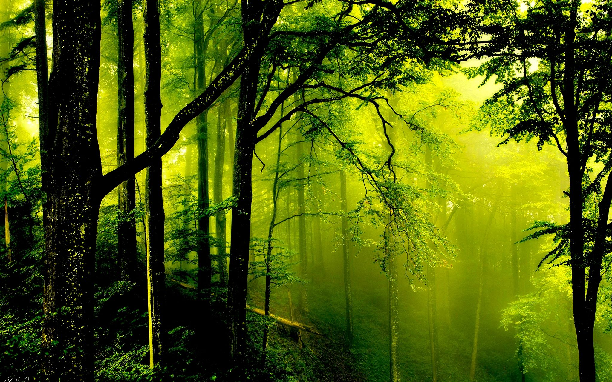 Detail Green Forest Wallpaper Nomer 23