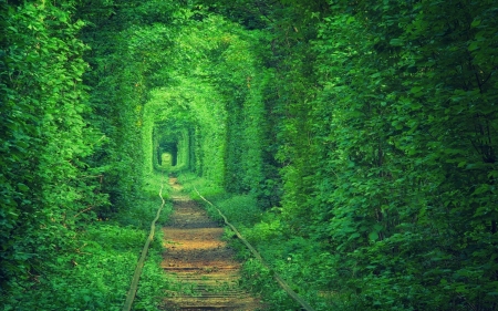 Detail Green Forest Wallpaper Nomer 25