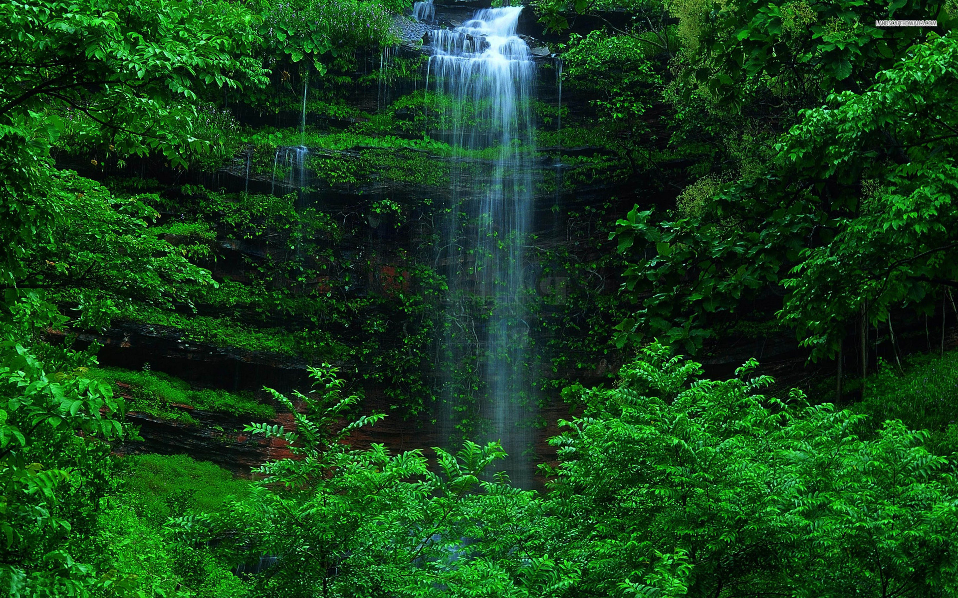Detail Green Forest Wallpaper Nomer 26
