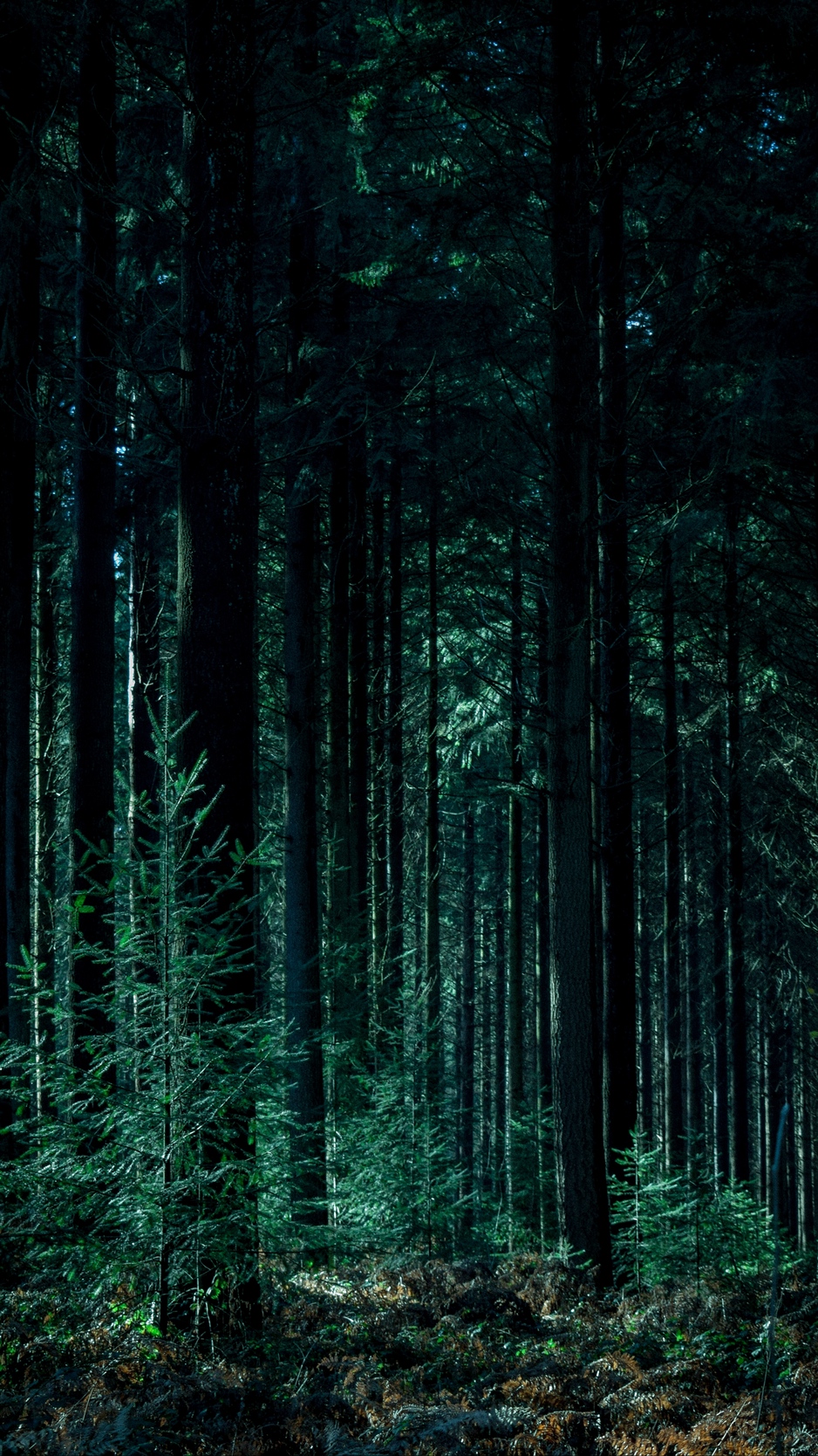 Detail Green Forest Wallpaper Nomer 29