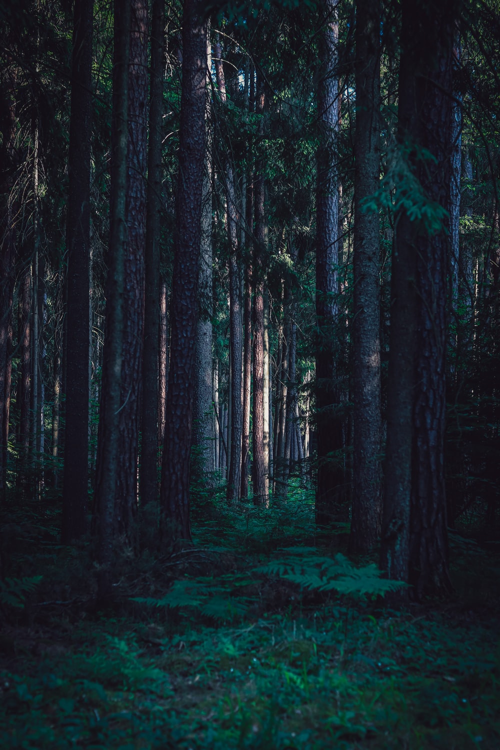 Detail Green Forest Wallpaper Nomer 31