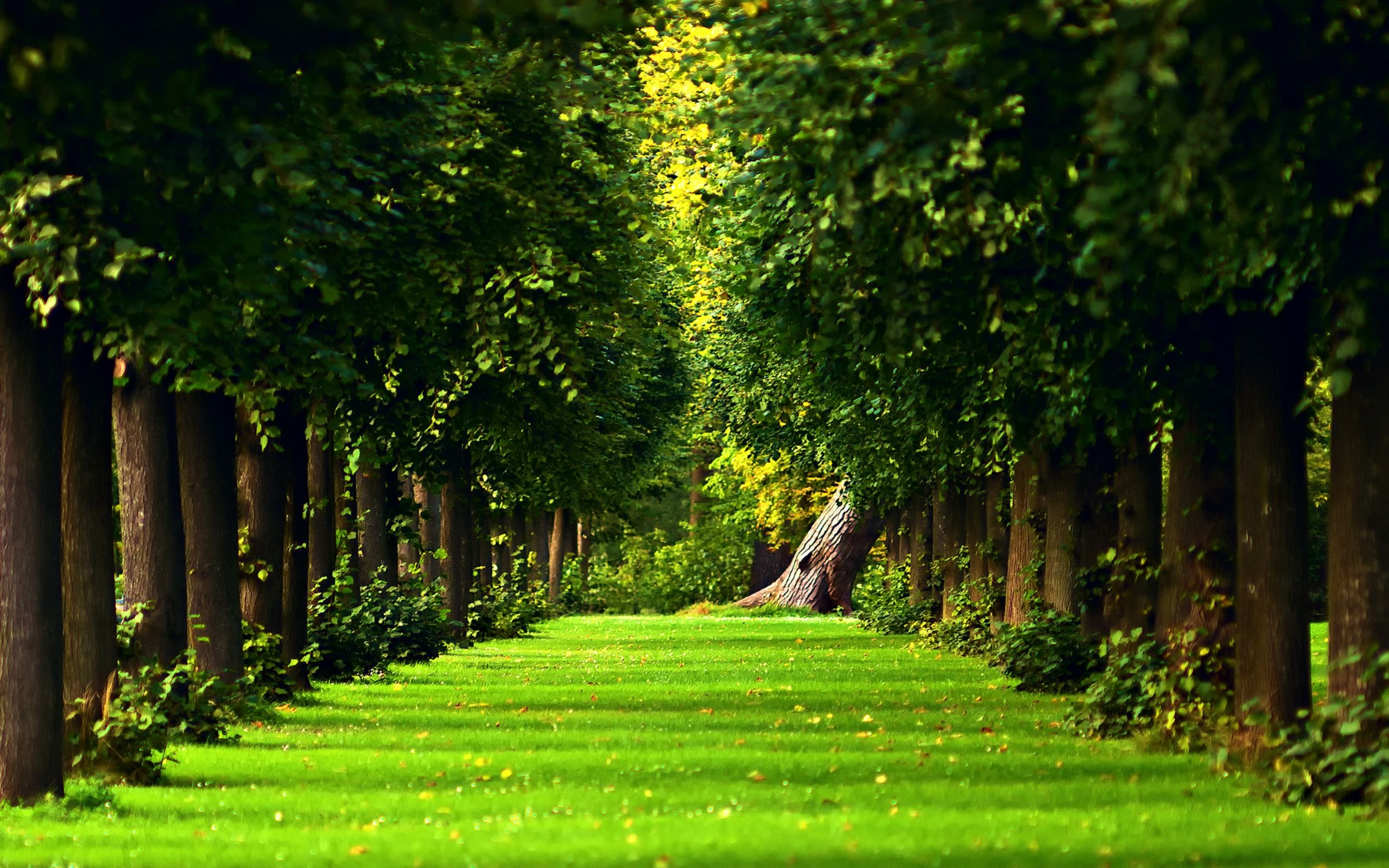 Detail Green Forest Wallpaper Nomer 33