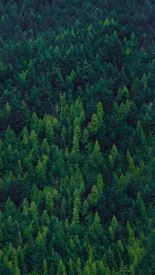 Detail Green Forest Wallpaper Nomer 36
