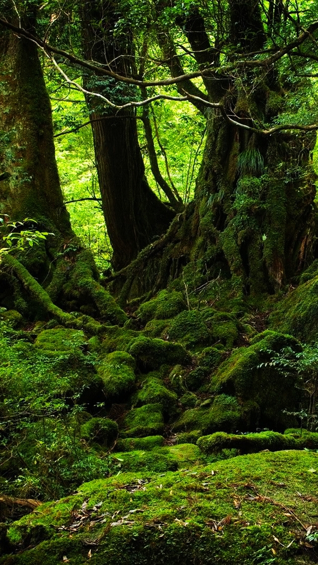 Detail Green Forest Wallpaper Nomer 40