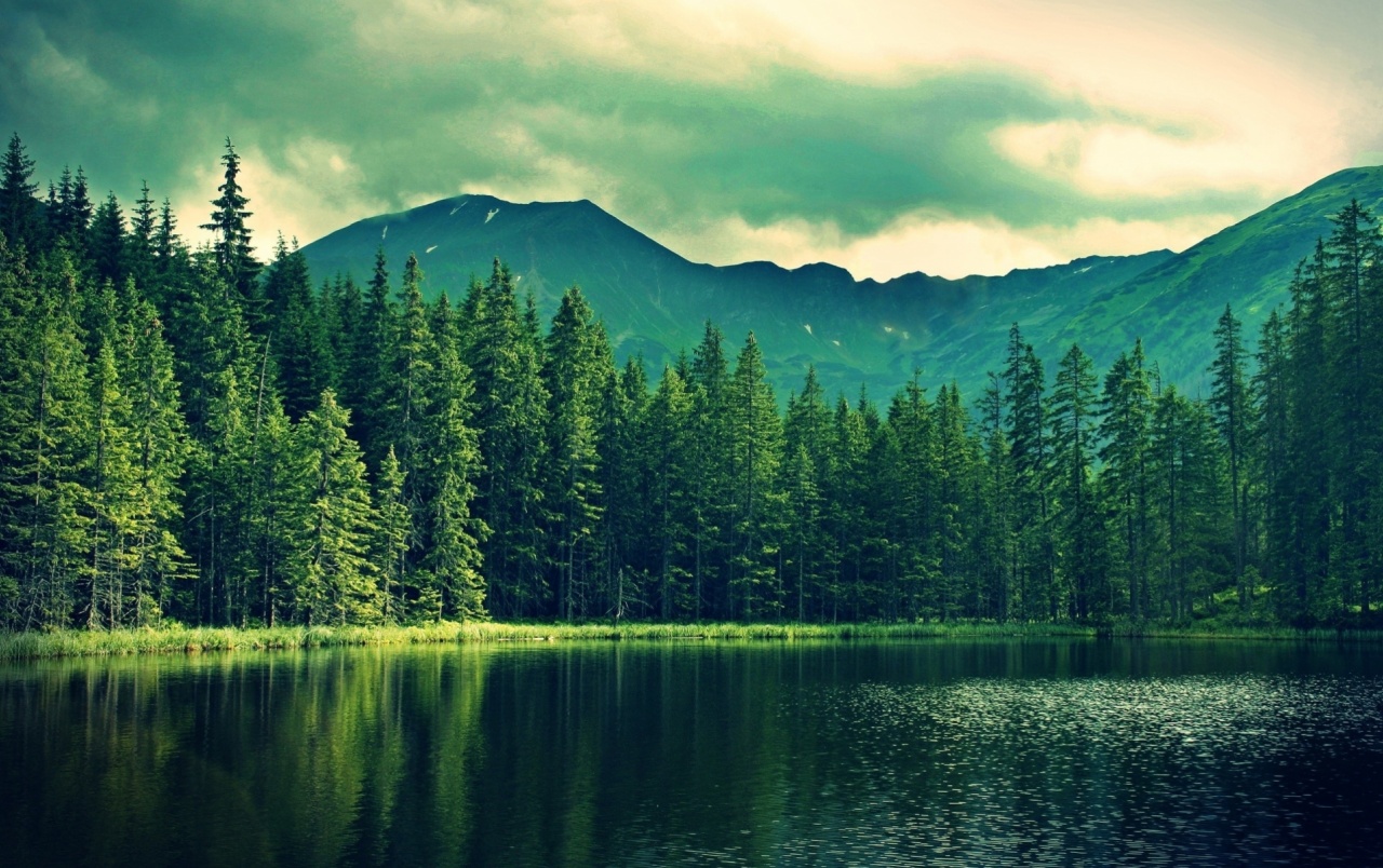 Detail Green Forest Wallpaper Nomer 42