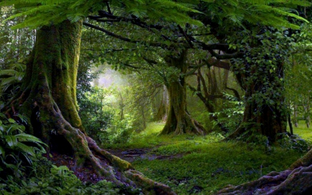Detail Green Forest Wallpaper Nomer 46
