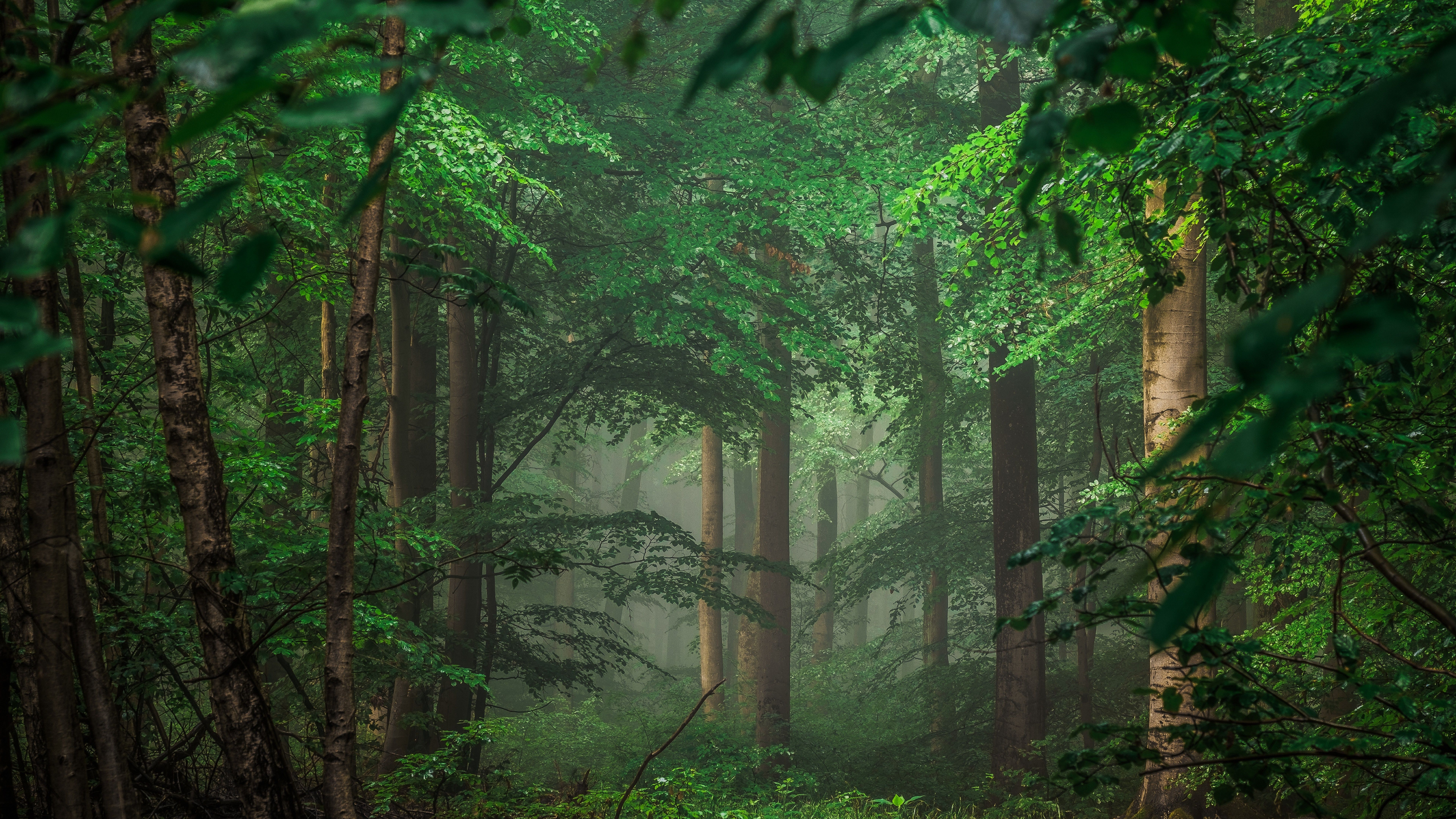 Detail Green Forest Wallpaper Nomer 48