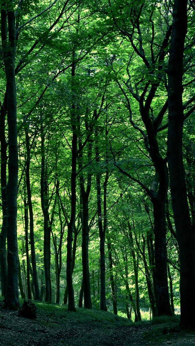Detail Green Forest Wallpaper Nomer 53