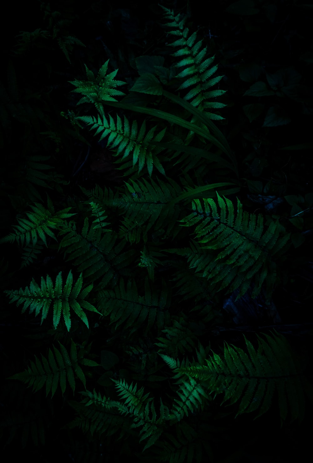 Detail Green Forest Wallpaper Nomer 54