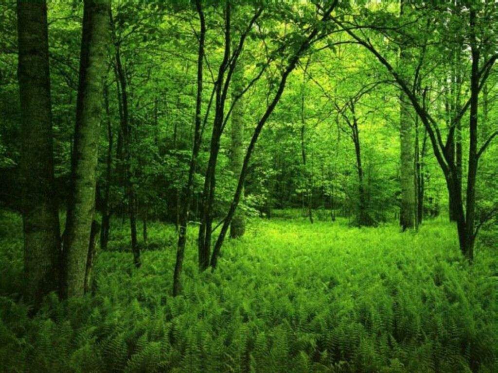 Detail Green Forest Wallpaper Nomer 10