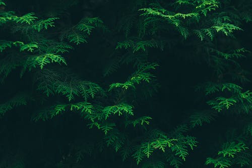 Detail Green Hd Background Nomer 19