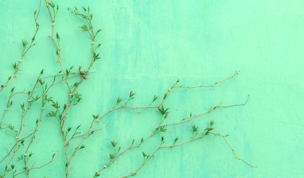 Detail Green Hd Background Nomer 42