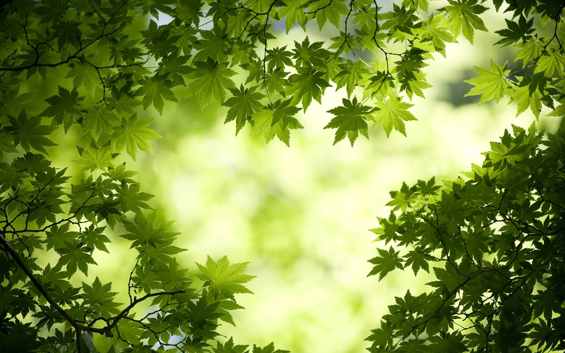Detail Green Hd Background Nomer 53
