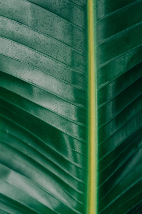 Detail Green Hd Background Nomer 56