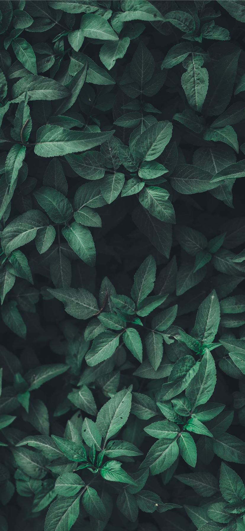 Detail Green Iphone Wallpaper Nomer 13