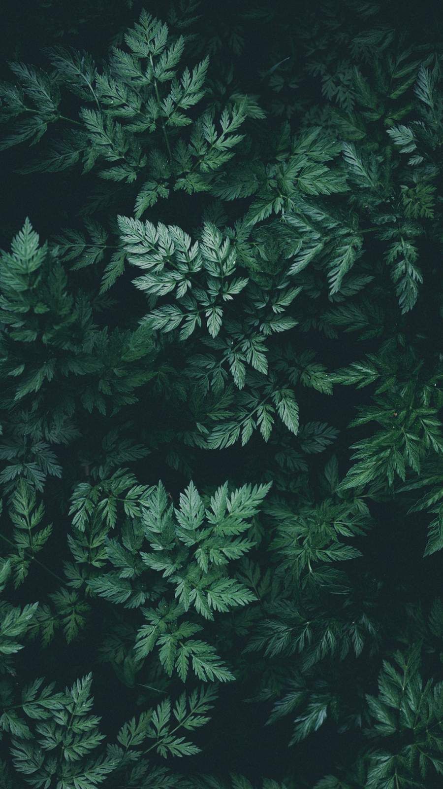 Detail Green Iphone Wallpaper Nomer 6