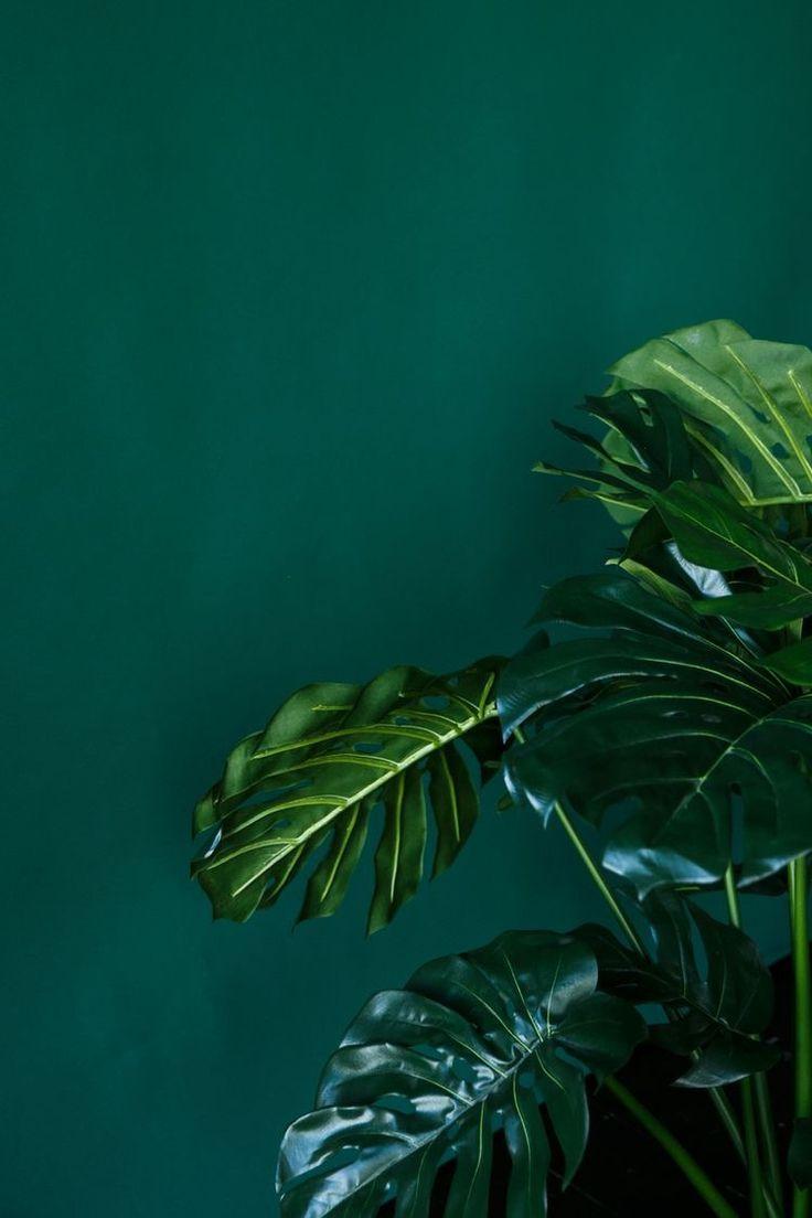 Detail Green Iphone Wallpaper Nomer 47