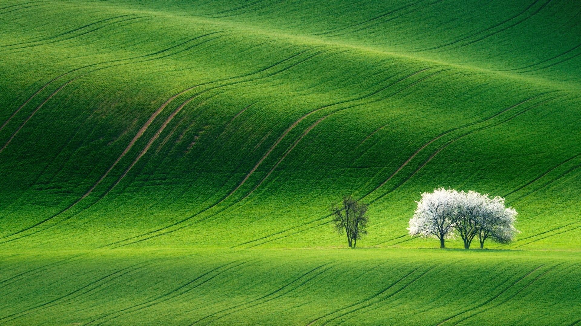 Green Landscape Wallpaper - KibrisPDR