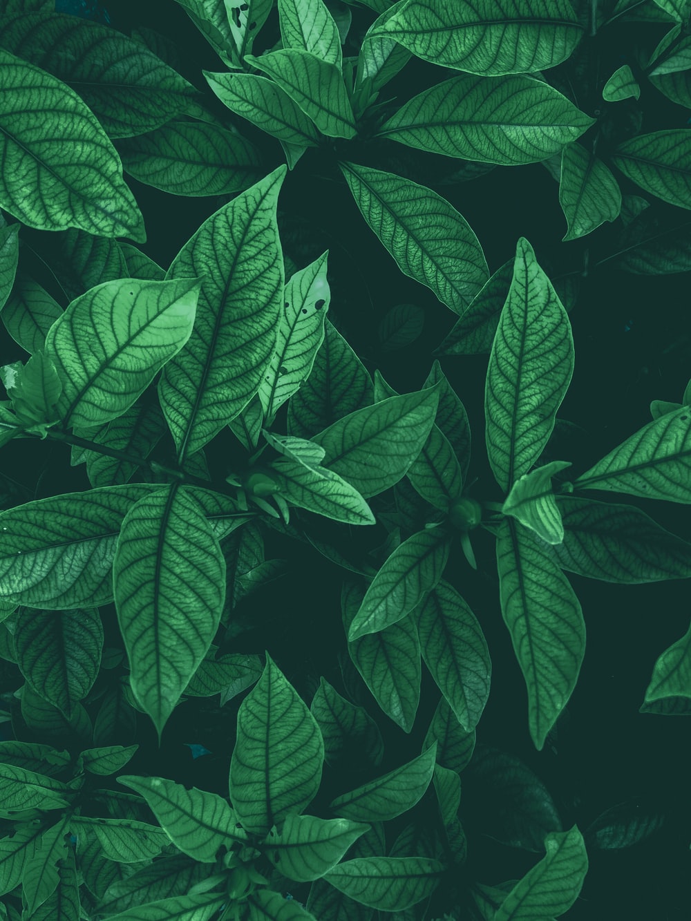 Green Leaf Background - KibrisPDR