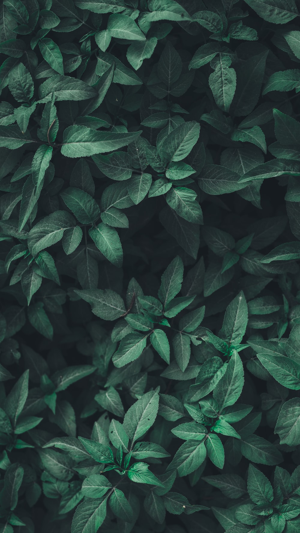 Detail Green Leaf Background Nomer 13