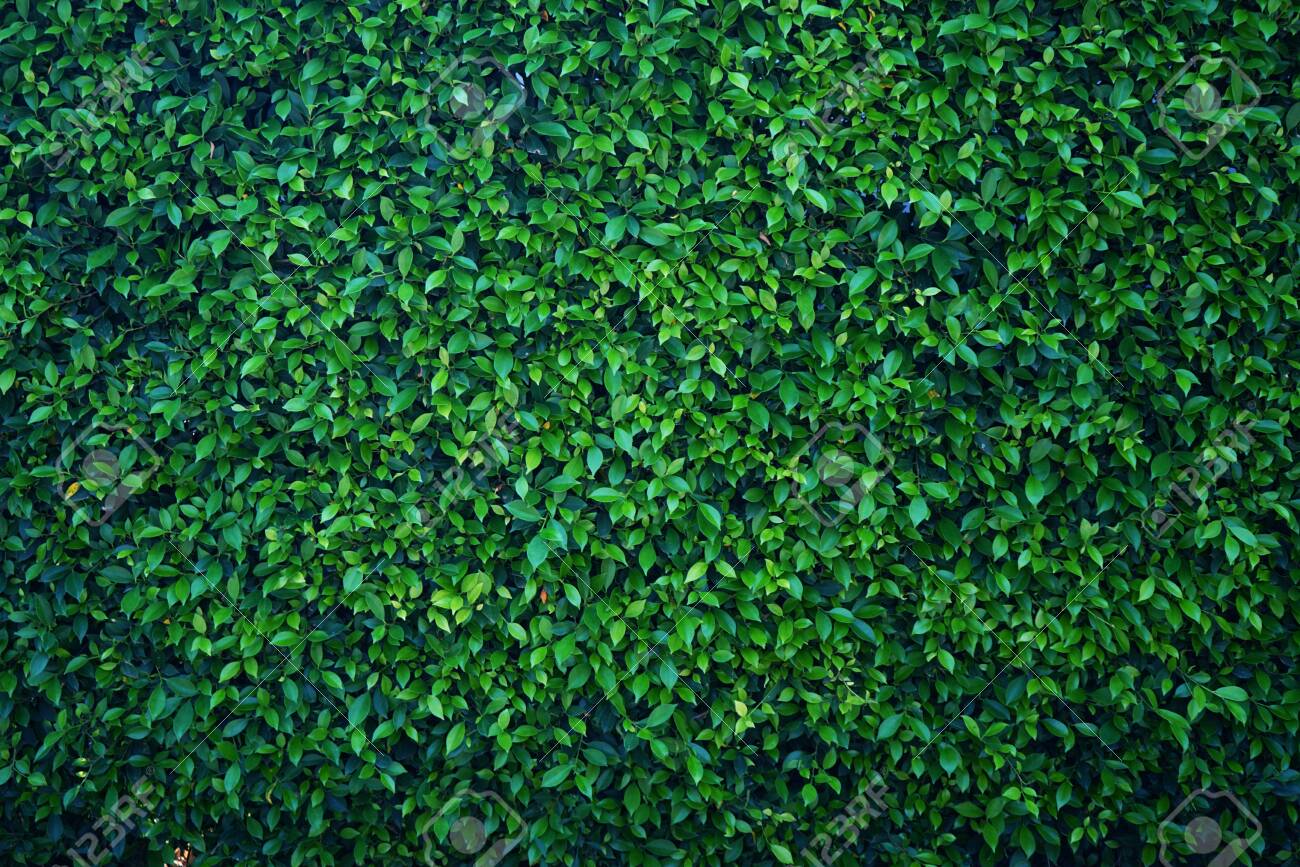 Detail Green Leaf Background Nomer 16