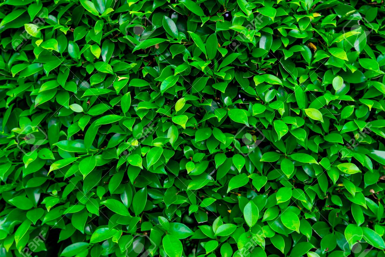 Detail Green Leaf Background Nomer 17