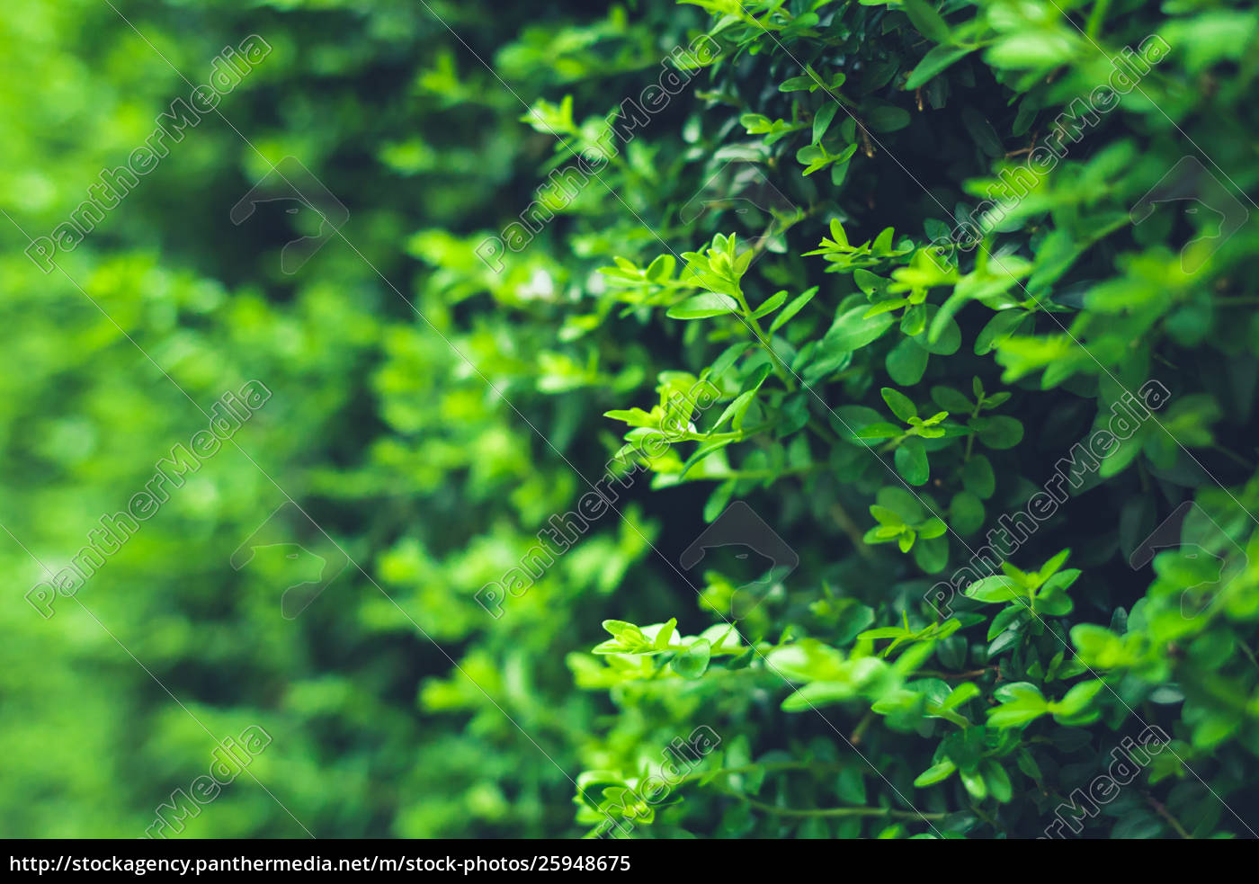 Detail Green Leaf Background Nomer 29