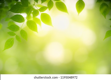 Detail Green Leaf Background Nomer 39