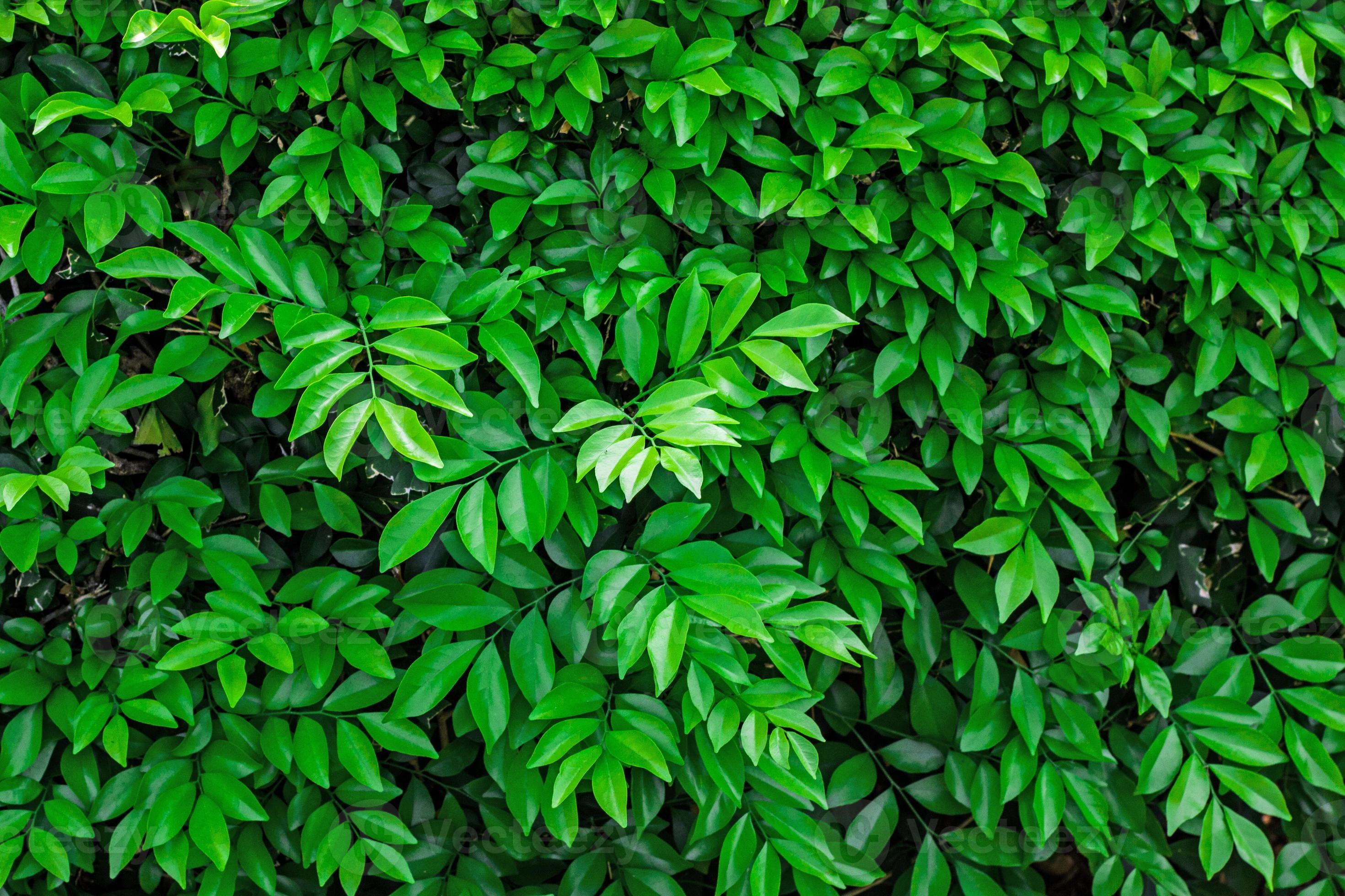 Detail Green Leaf Background Nomer 43