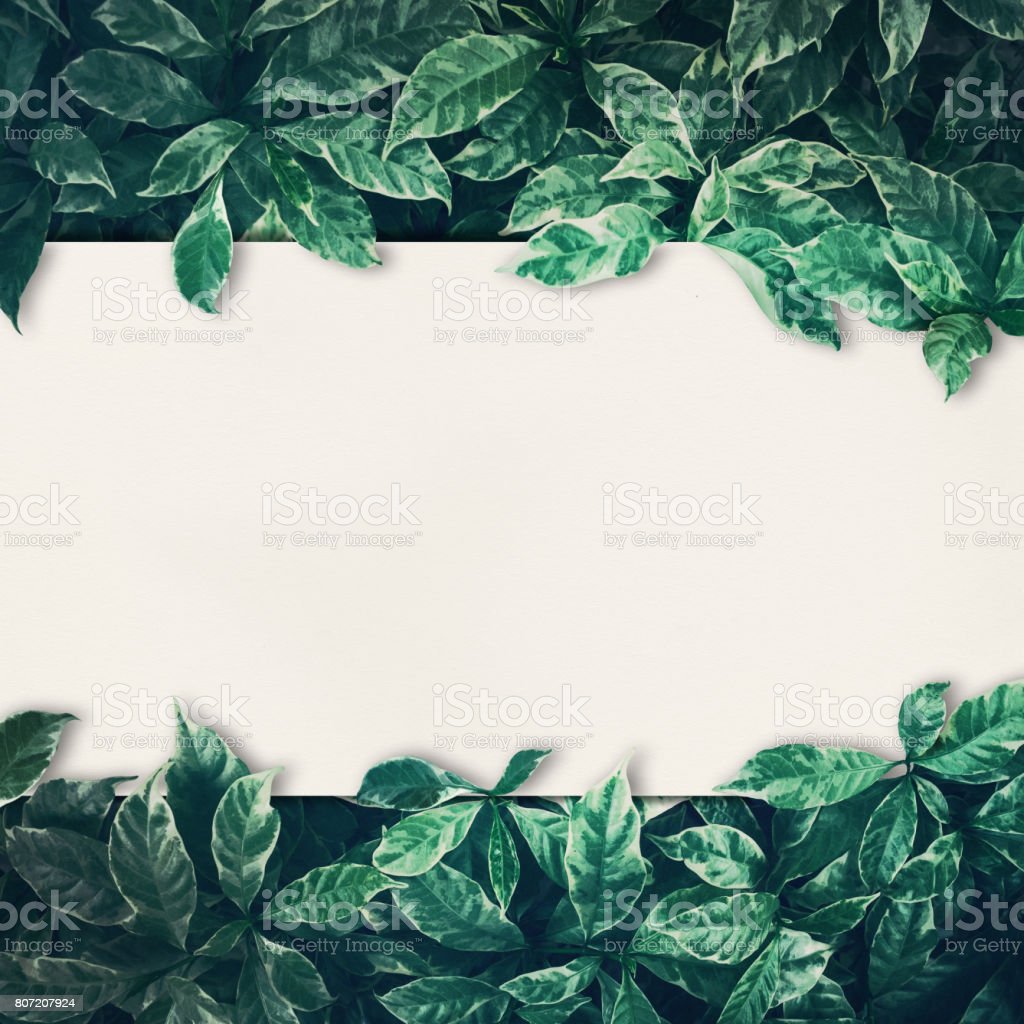 Detail Green Leaf Background Nomer 44