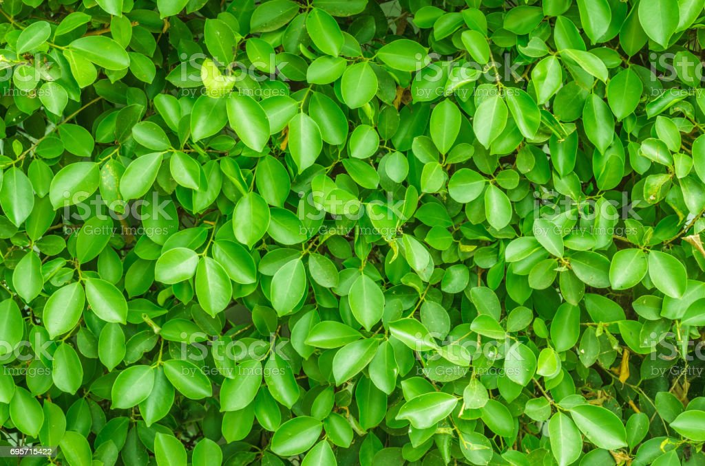 Detail Green Leaf Background Nomer 49