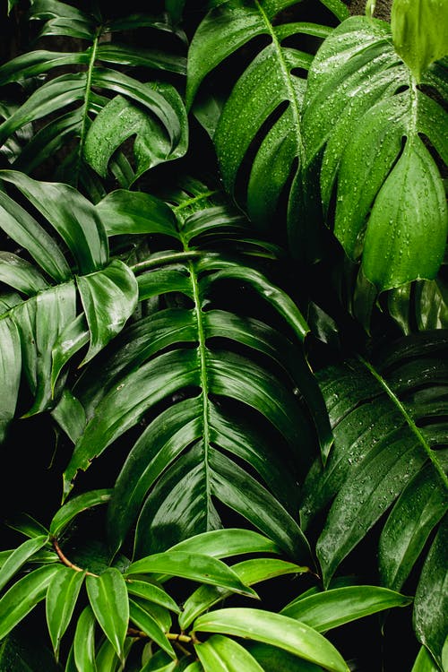 Detail Green Leaf Background Nomer 50