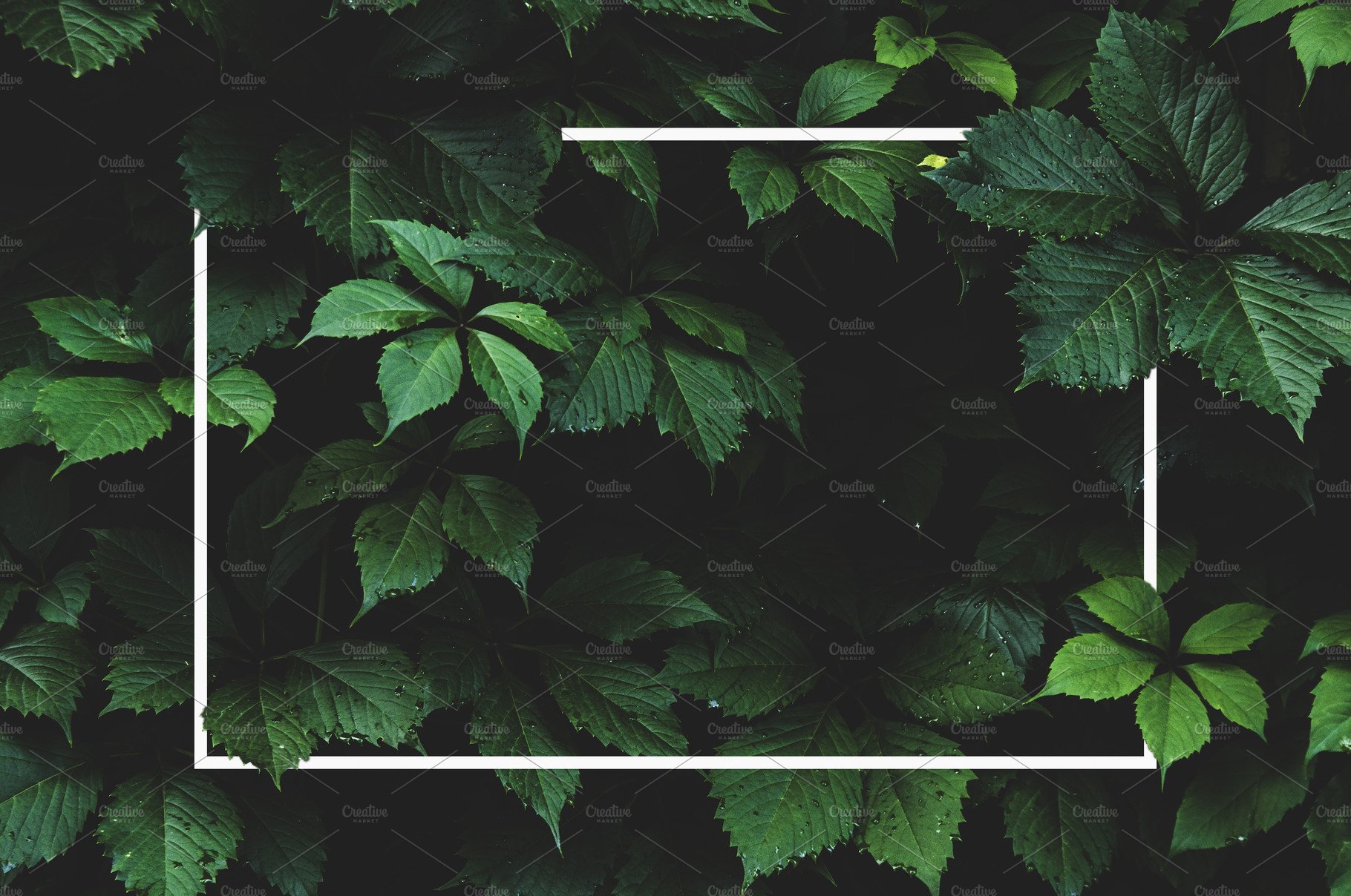 Detail Green Leaf Background Nomer 52