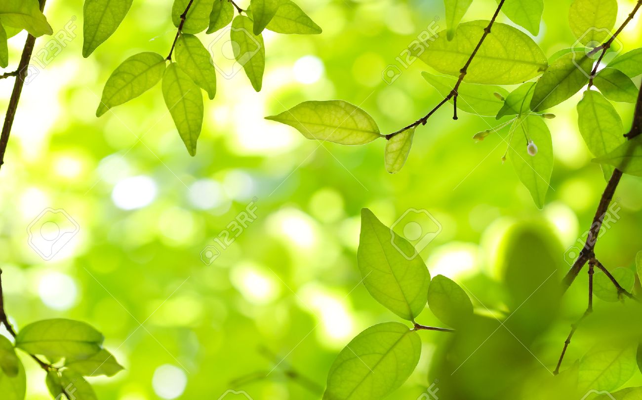 Detail Green Leaf Background Nomer 9