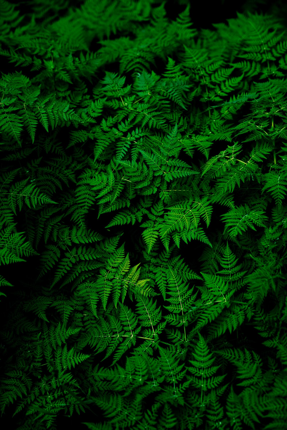 Green Leaf Background Hd - KibrisPDR