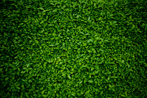 Detail Green Leaf Background Hd Nomer 2