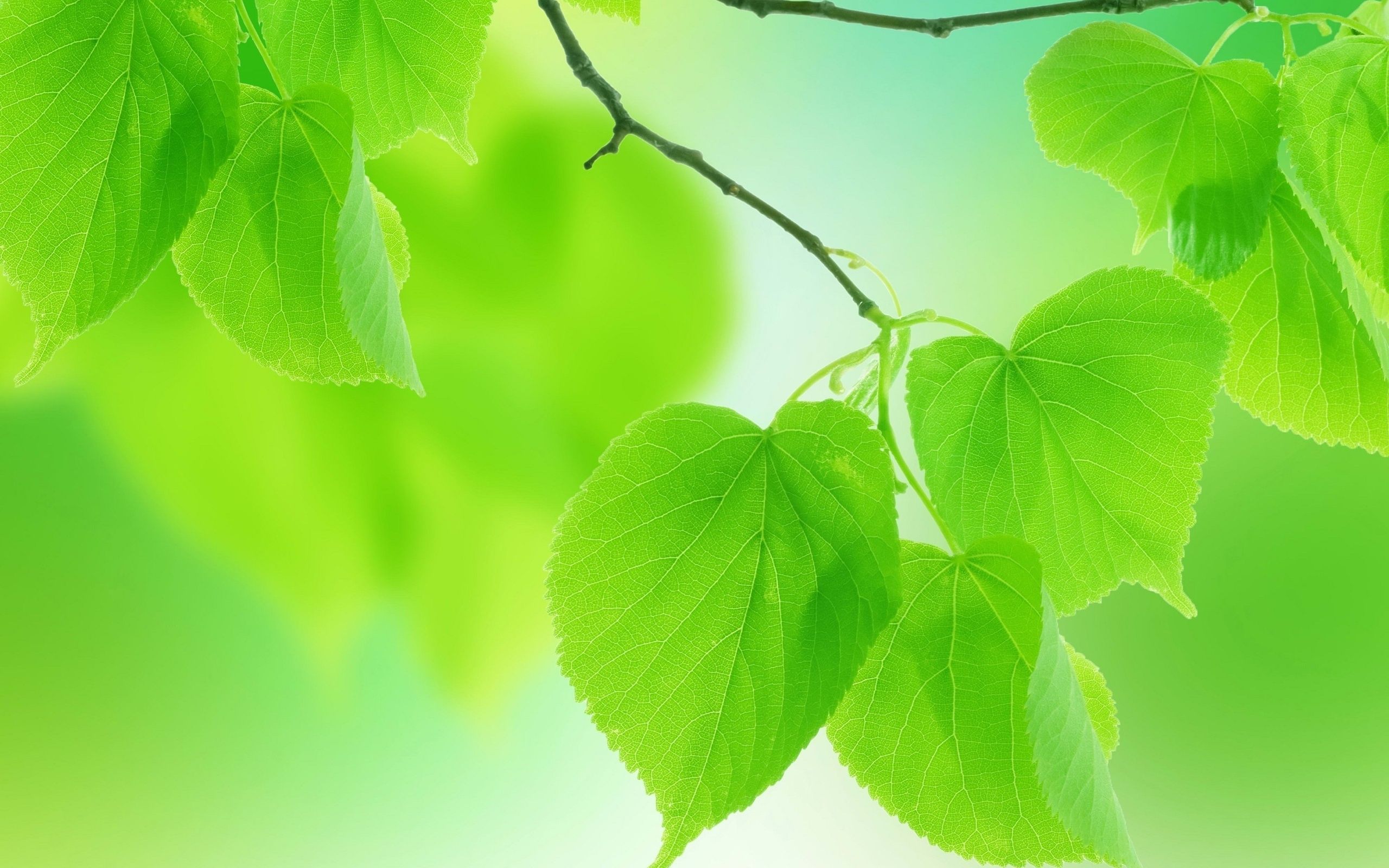 Detail Green Leaf Background Hd Nomer 12