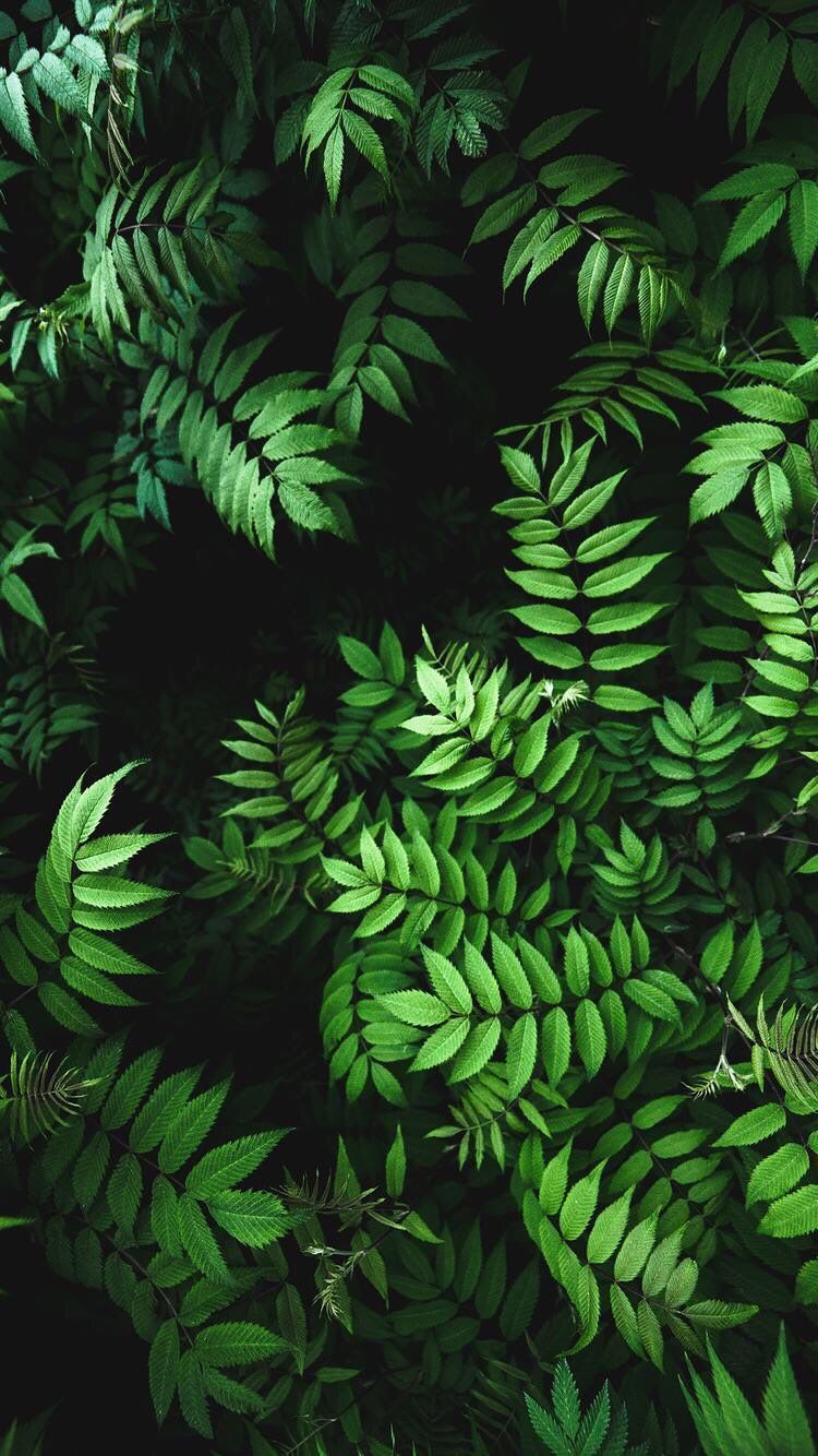 Detail Green Leaf Background Hd Nomer 13