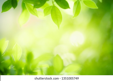 Detail Green Leaf Background Hd Nomer 14