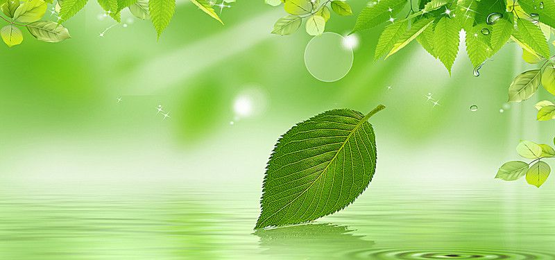 Detail Green Leaf Background Hd Nomer 3
