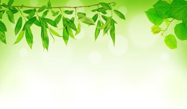 Detail Green Leaf Background Hd Nomer 22