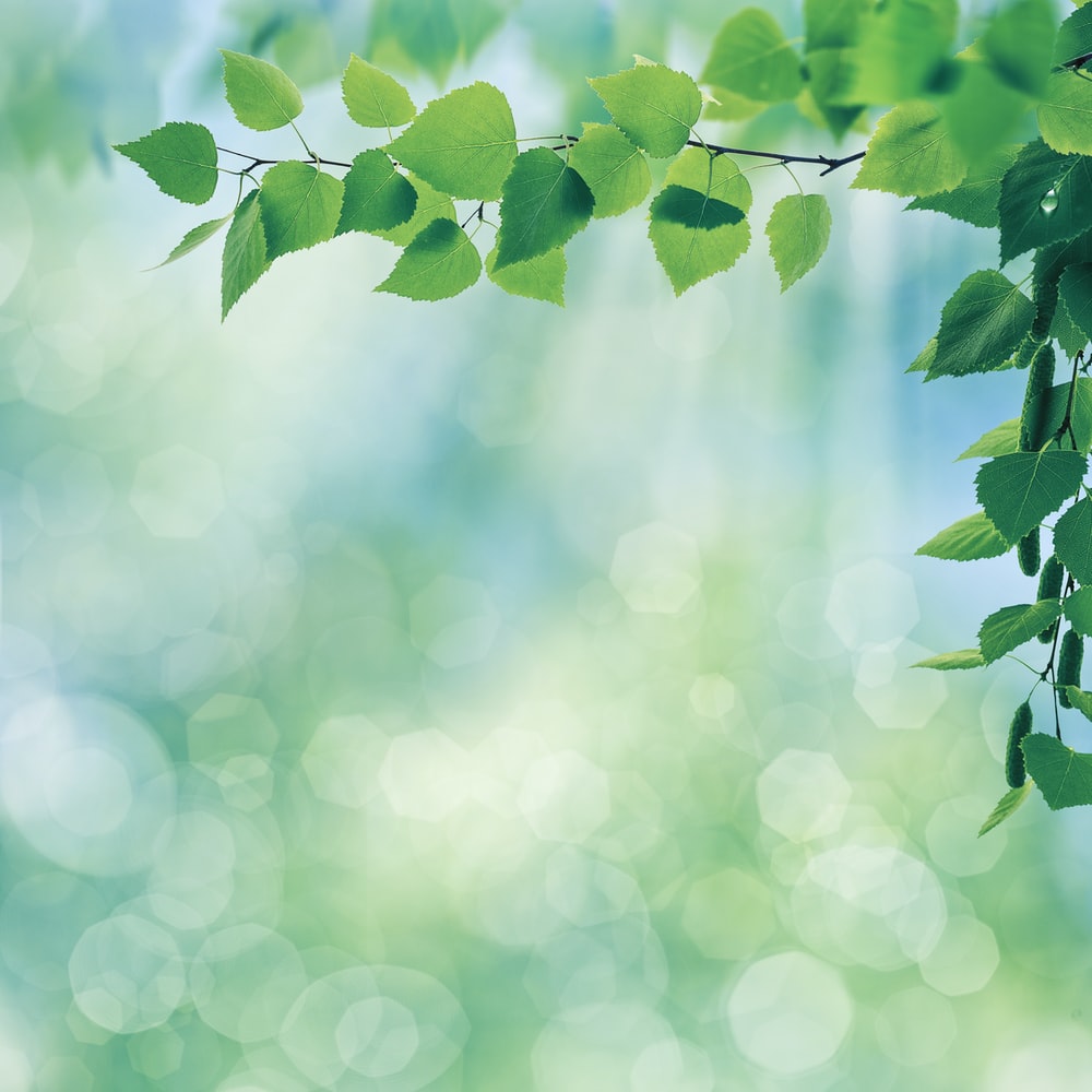 Detail Green Leaf Background Hd Nomer 26