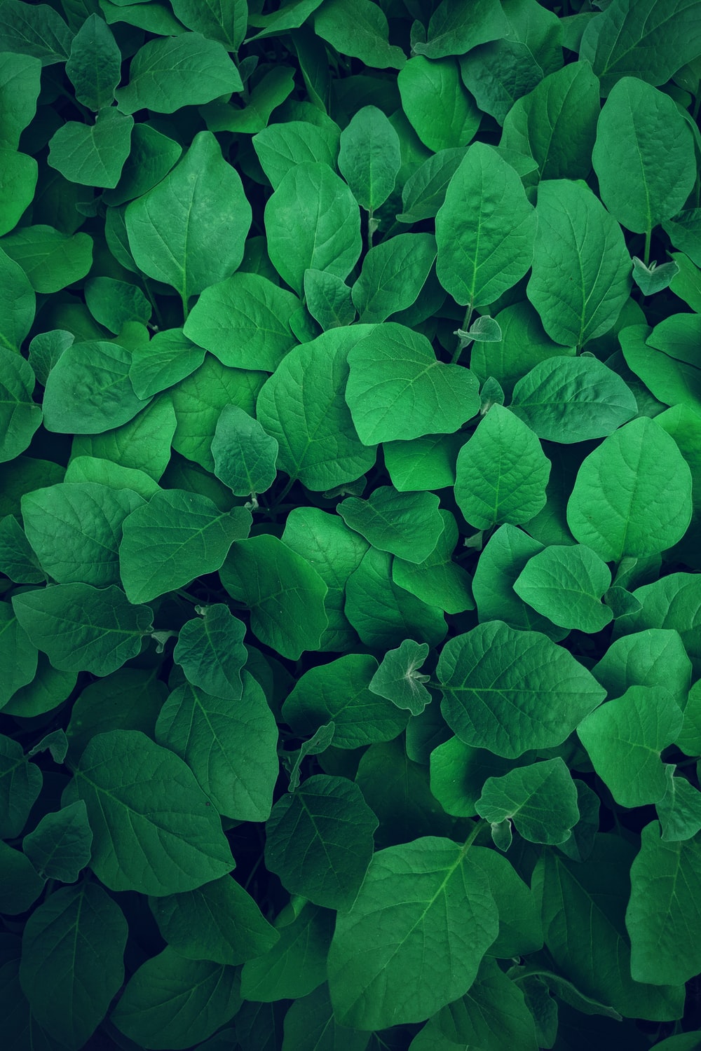 Detail Green Leaf Background Hd Nomer 28
