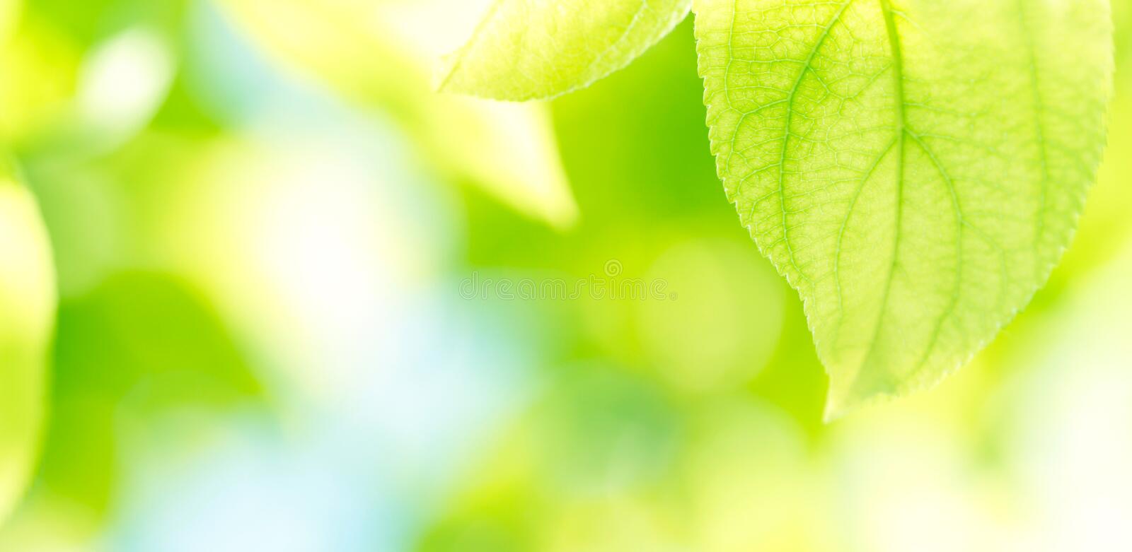 Detail Green Leaf Background Hd Nomer 32