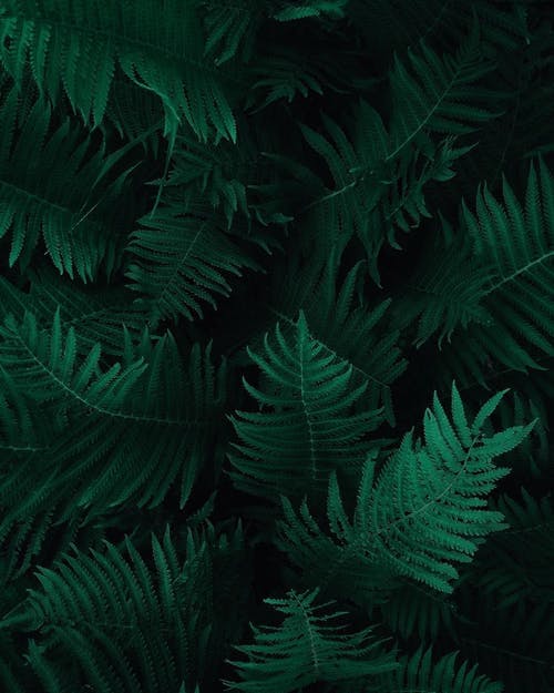 Detail Green Leaf Background Hd Nomer 52