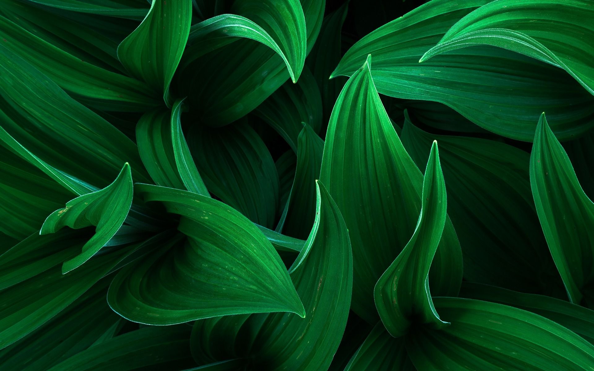 Detail Green Leaf Background Hd Nomer 54
