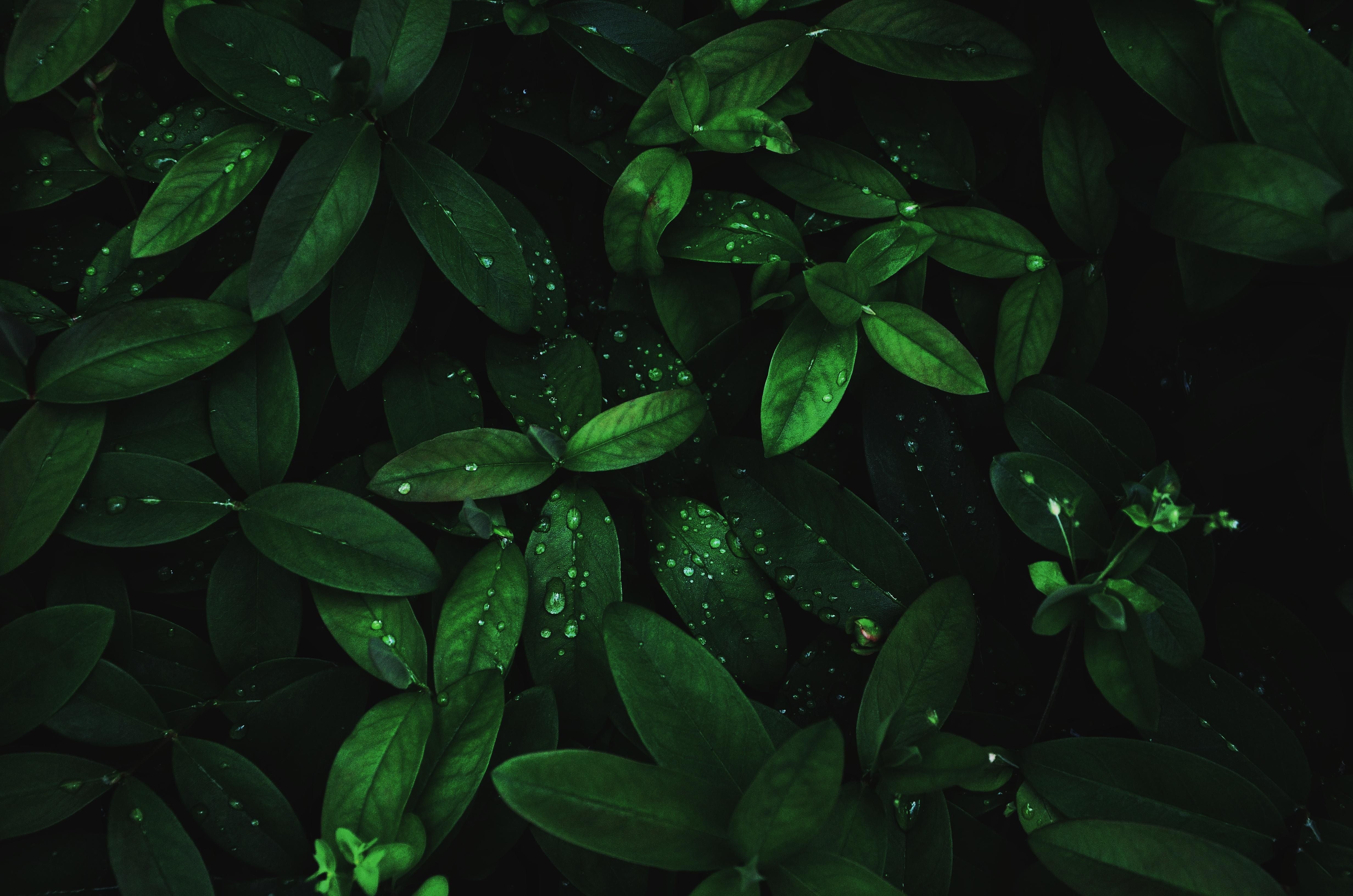 Detail Green Leaf Background Hd Nomer 56