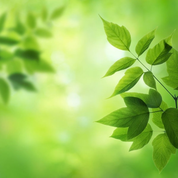 Detail Green Leaf Background Hd Nomer 9